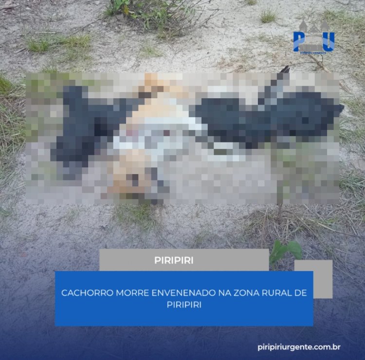 Cachorro morre envenenado na zona rural de Piripiri